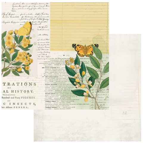 Curators Botanical Double-Sided Cardstock 12"X12" - Natural History