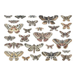 Tim Holtz Idea-ology Transparencies, Moths