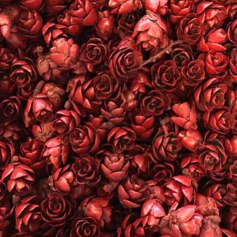 Les Belles des bois - Roses Des Bois - Rouge