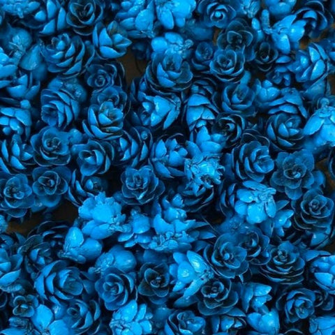Les belles des bois Roses Des Bois - Bleu