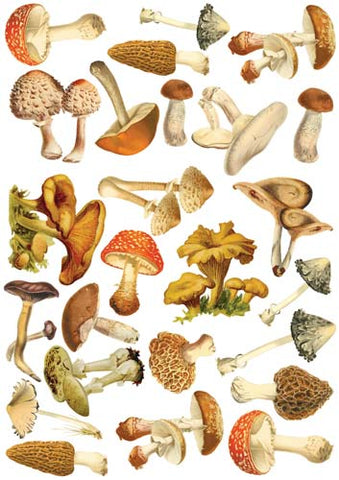 Fabrika Decoru Overlay Mushroom illustrations 21х29,7 сm