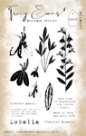 Tracy Evans - lobelia TE46